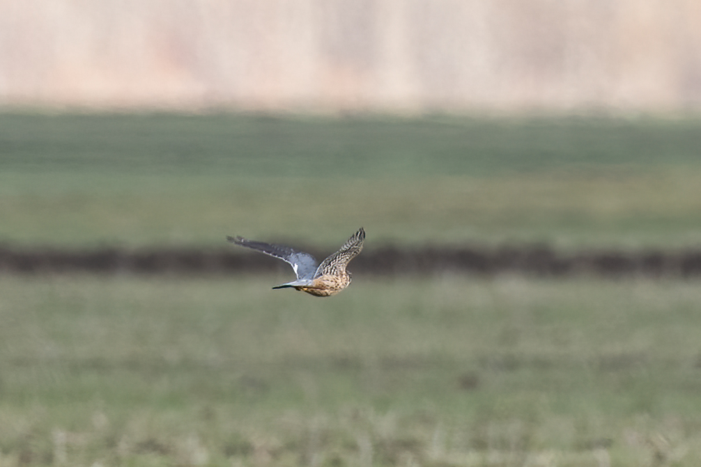 Merlin