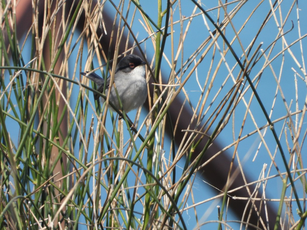 Sardinian Warbler