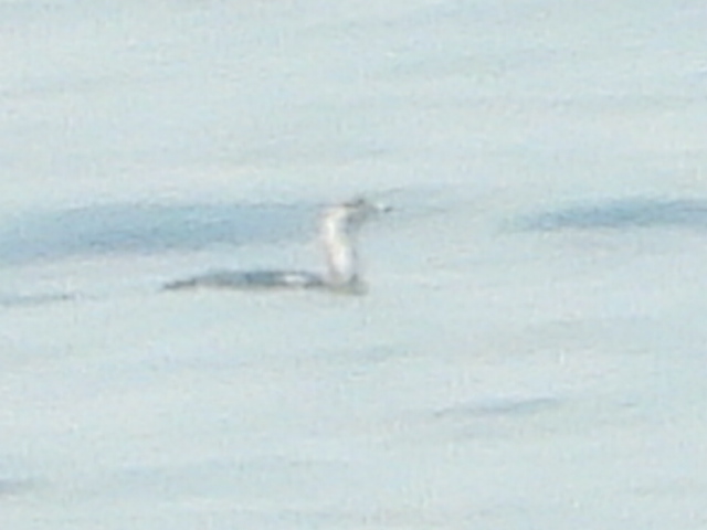 Red-throated Loon