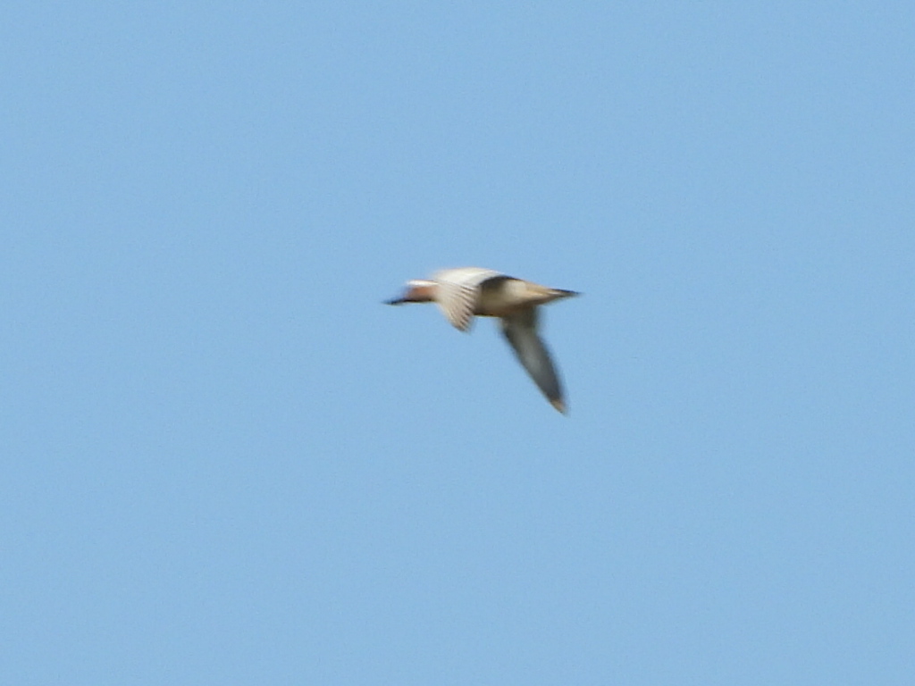 Garganey