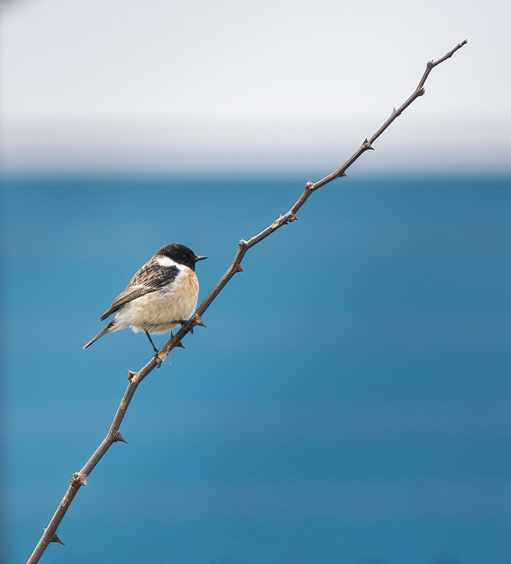 European Stonechat