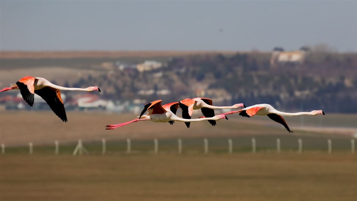 Flamingo