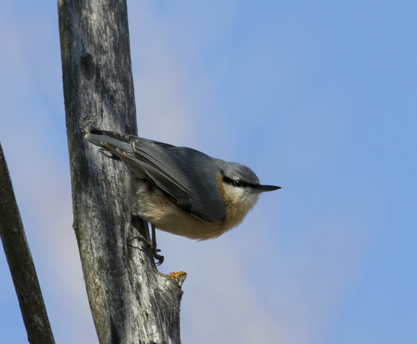 Eurasian Nuthatch