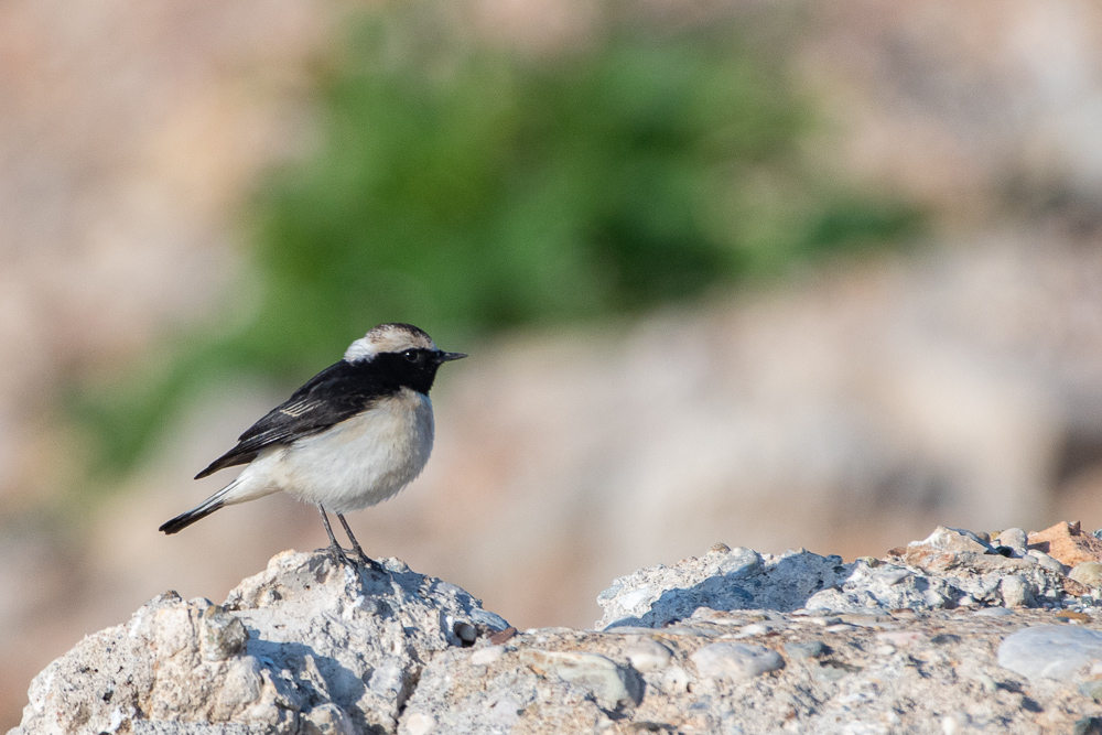 Cyprus Wheatear