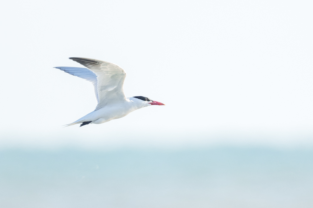 Caspian Tern