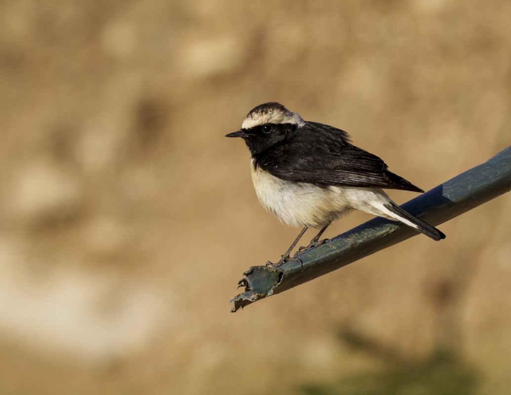 Cyprus Wheatear