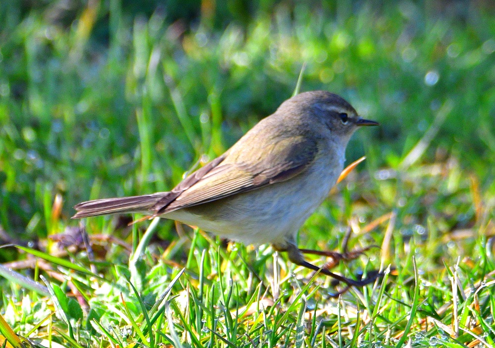 Common Chiffchaff