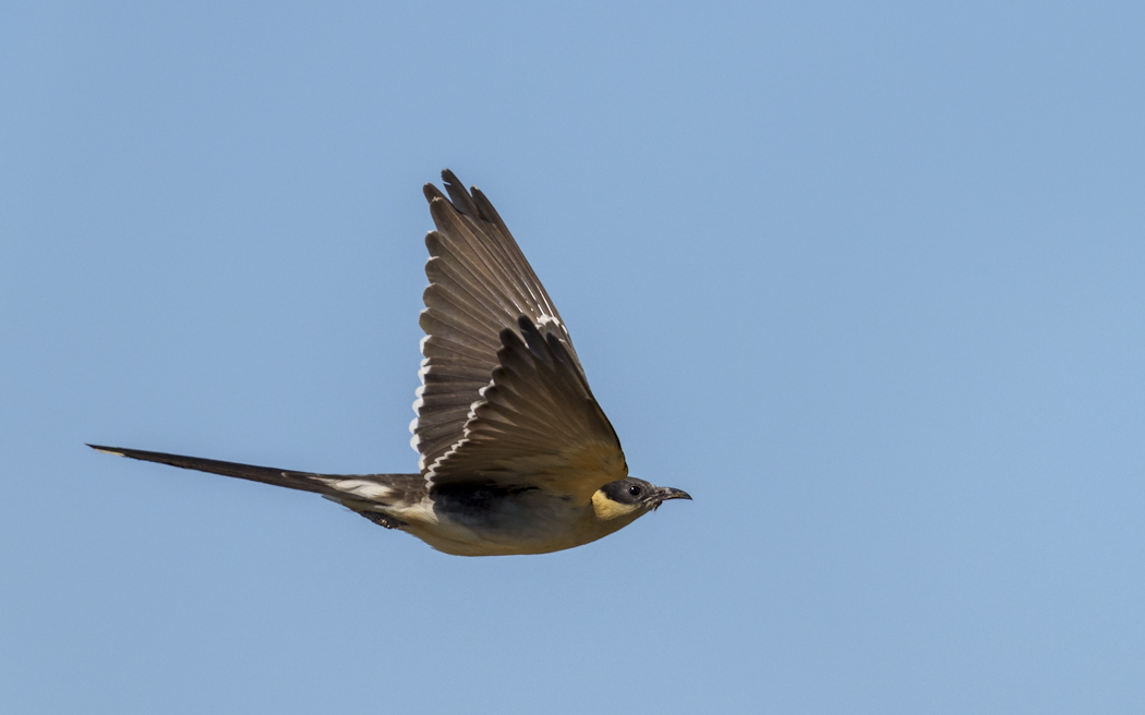 Great Spotted Cuckoo