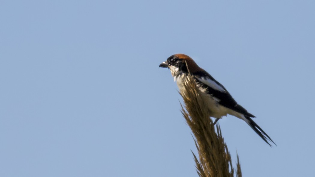 Woodchat Shrike