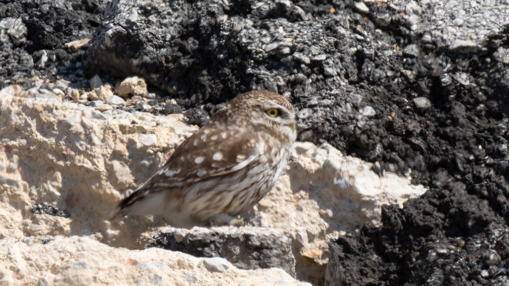 Little Owl