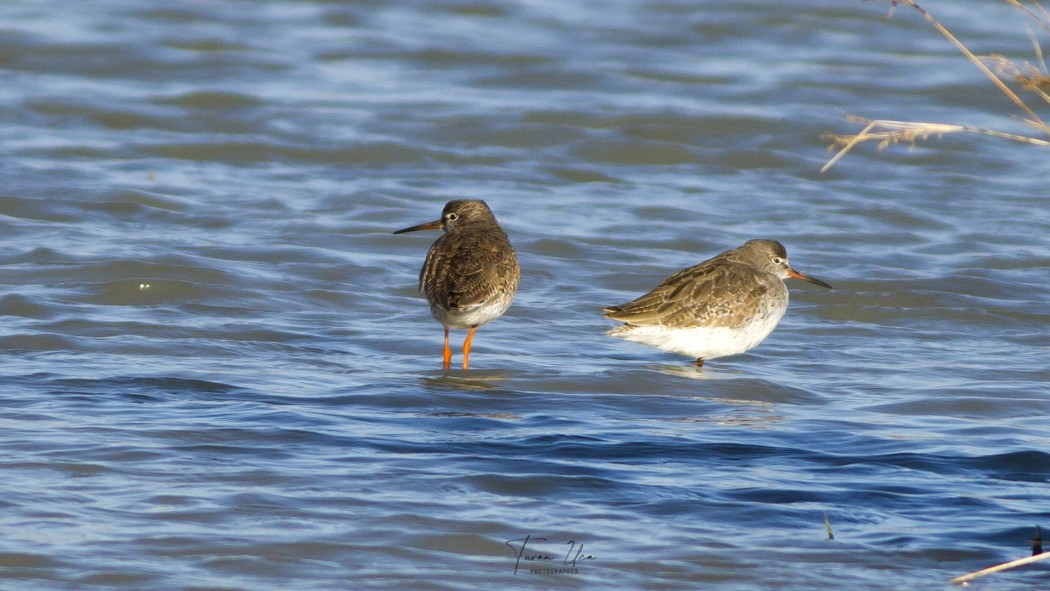 Common Redshank