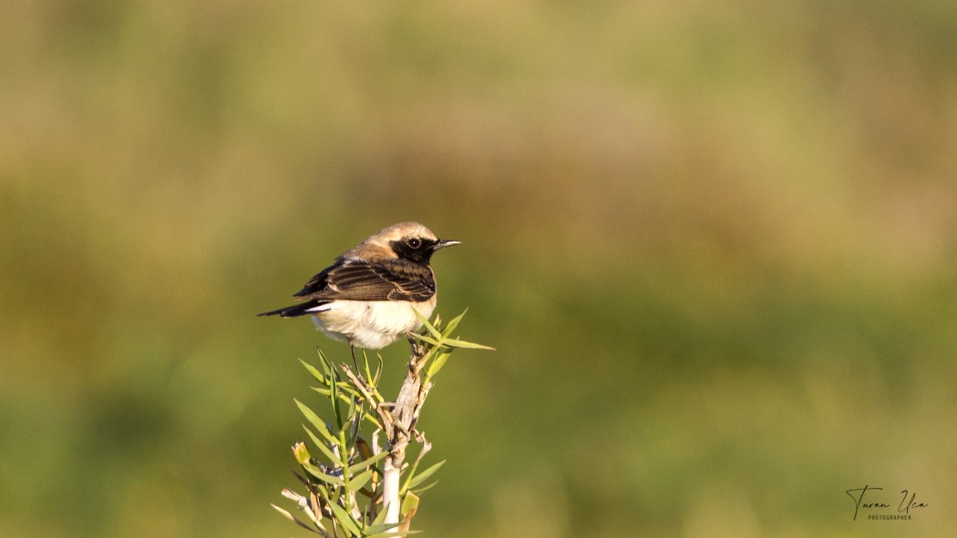 Black-eared Wheatear