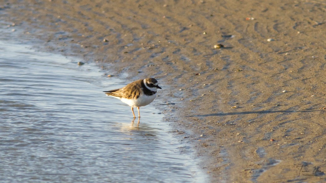 Common Ringed Plover