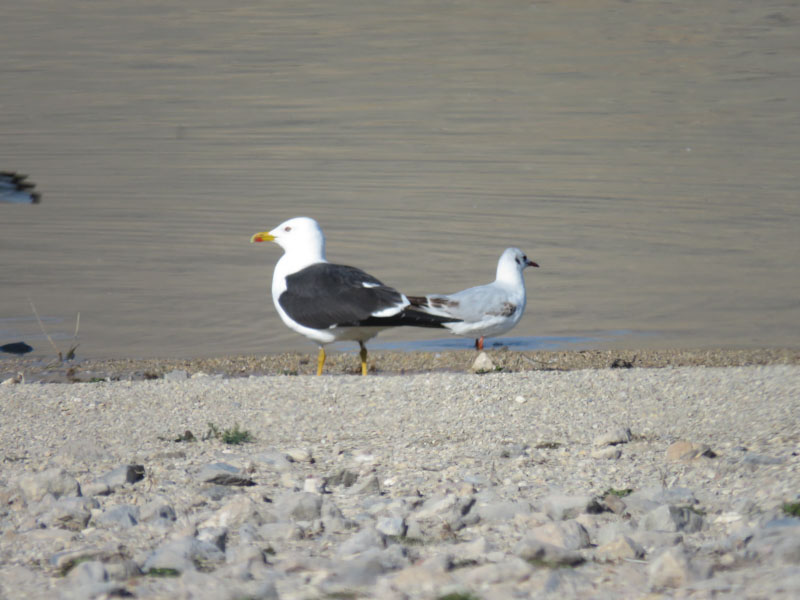 Lesser Black-backed Gull
