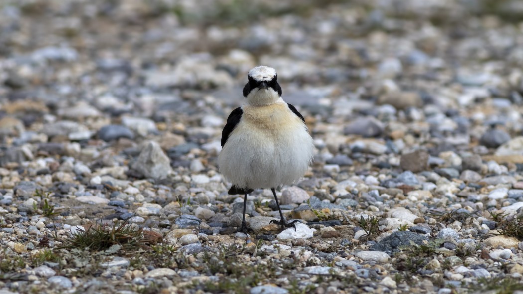 Black-eared Wheatear