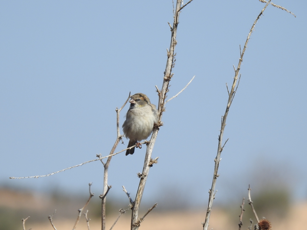 Dead Sea Sparrow