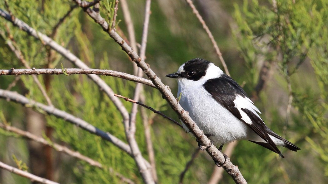 Collared Flycatcher