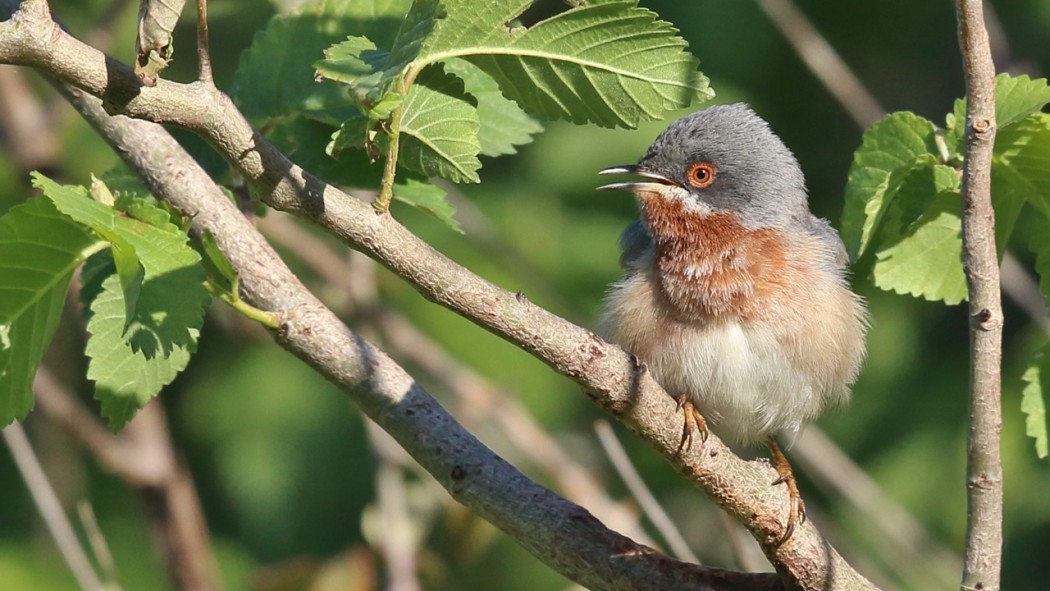 Subalpine Warbler