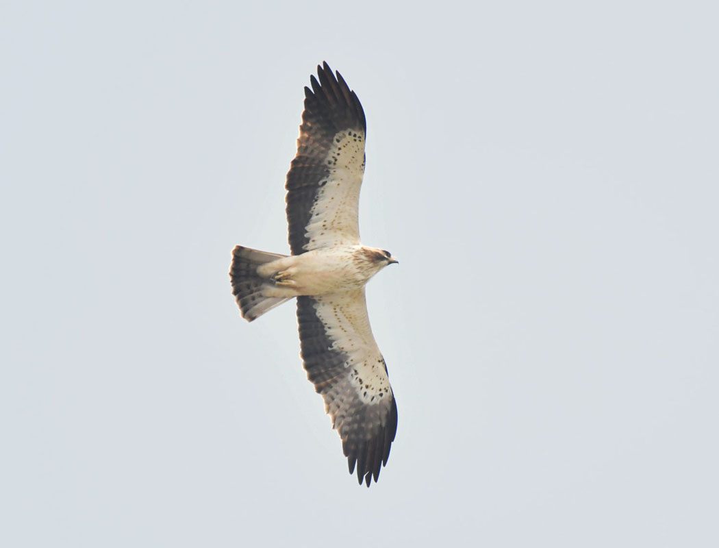 Booted Eagle