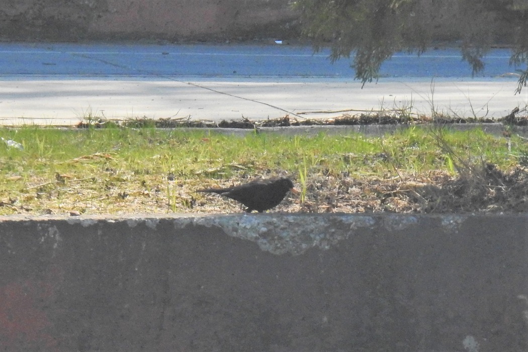 Common Blackbird