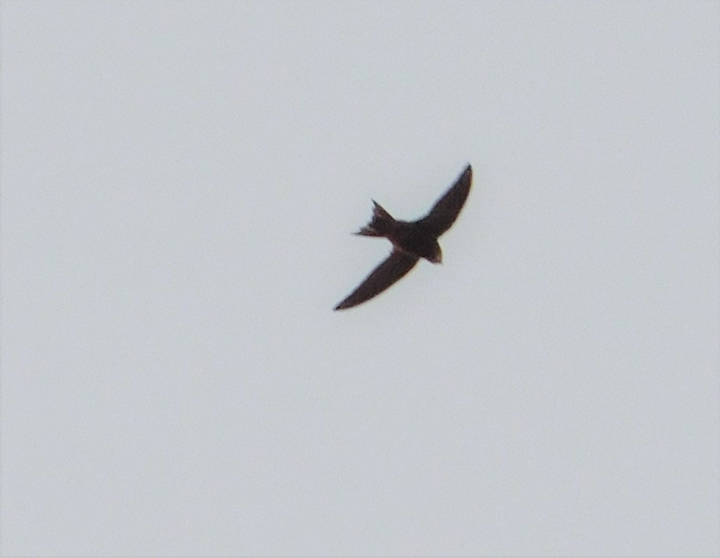 Common Swift