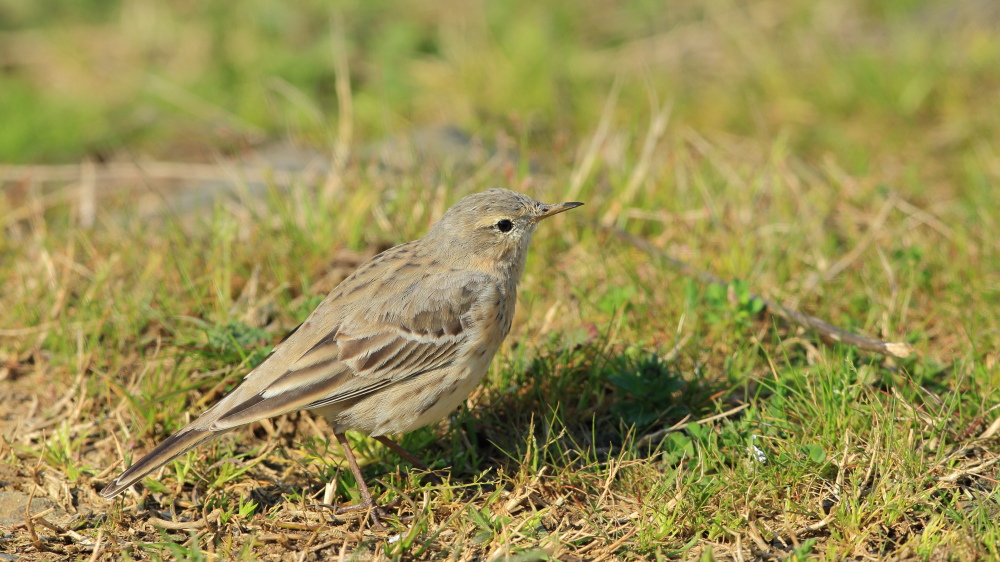 Water Pipit