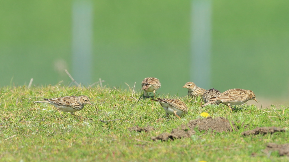 Eurasian Skylark