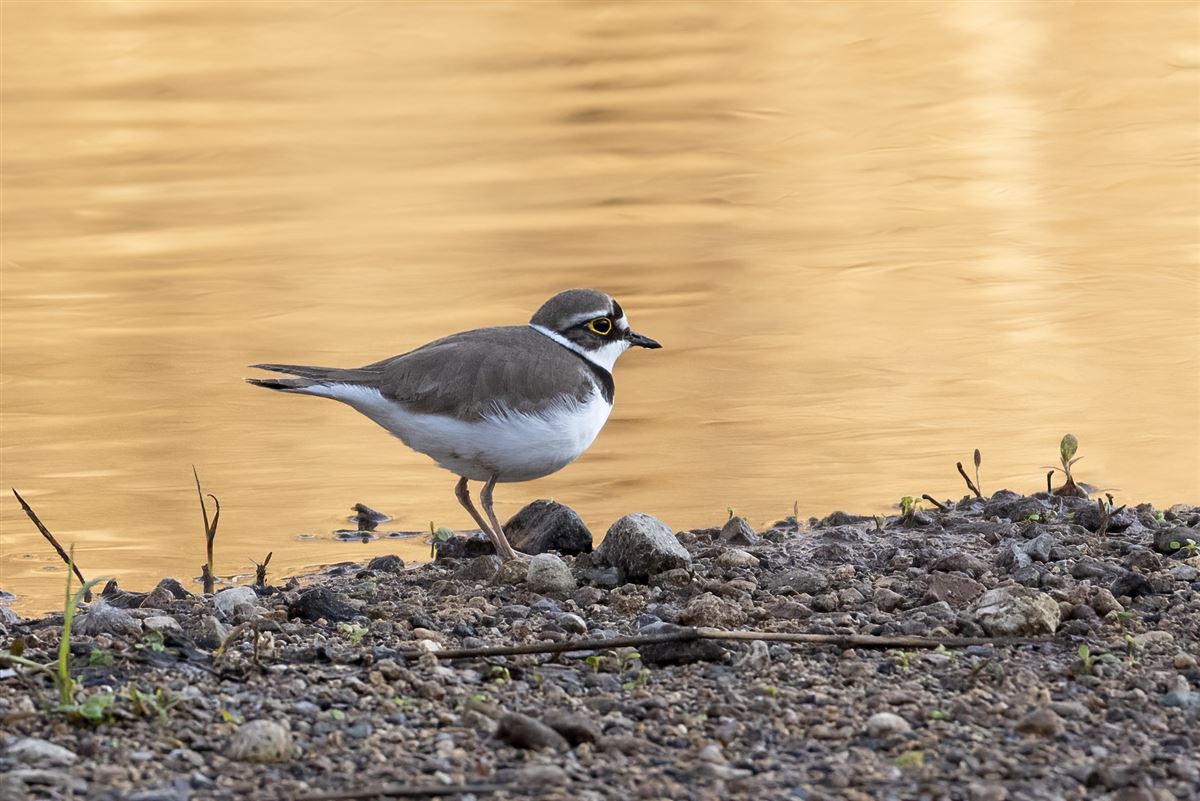 Little Ringed Plover