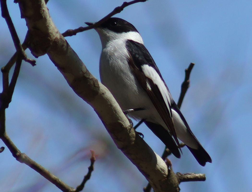 Collared Flycatcher