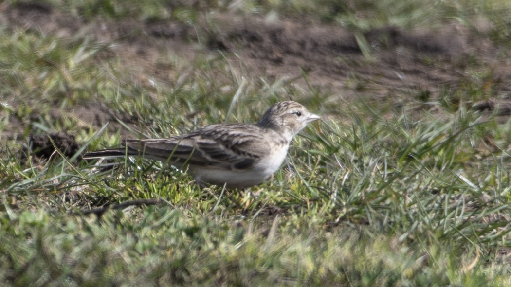 Greater Short-toed Lark