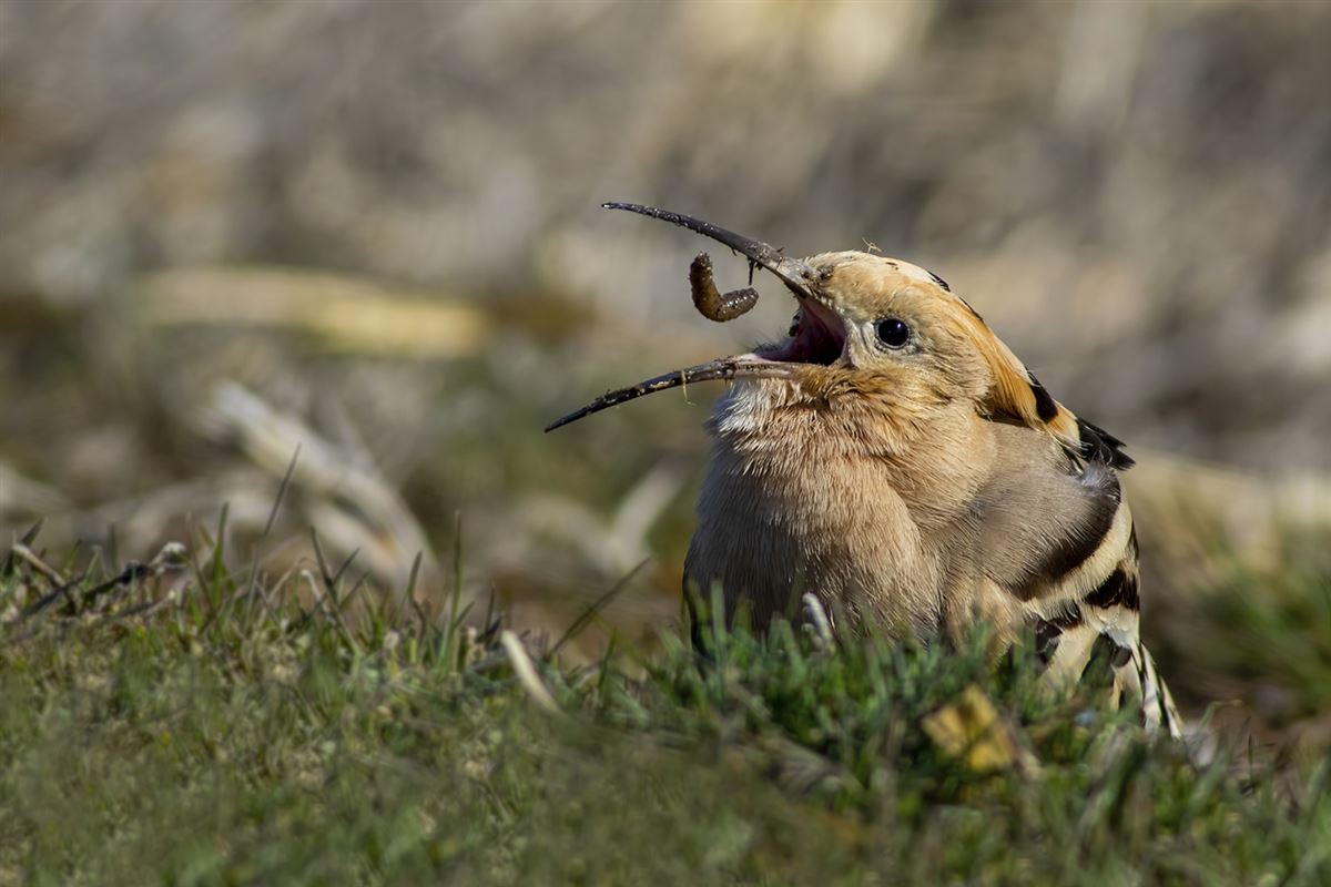 Common Hoopoe