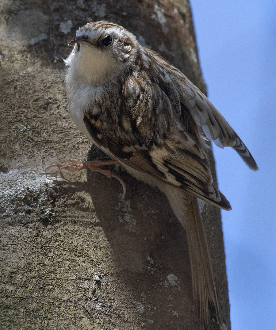 Eurasian Treecreeper