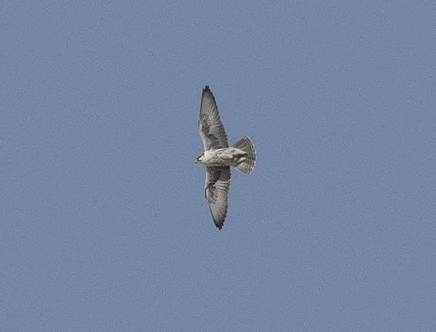 Lanner Falcon