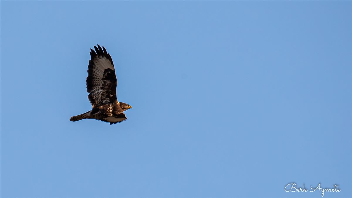 Common Buzzard