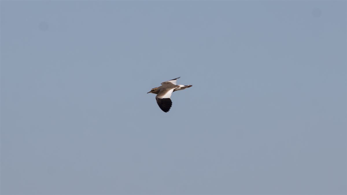 Sociable Lapwing
