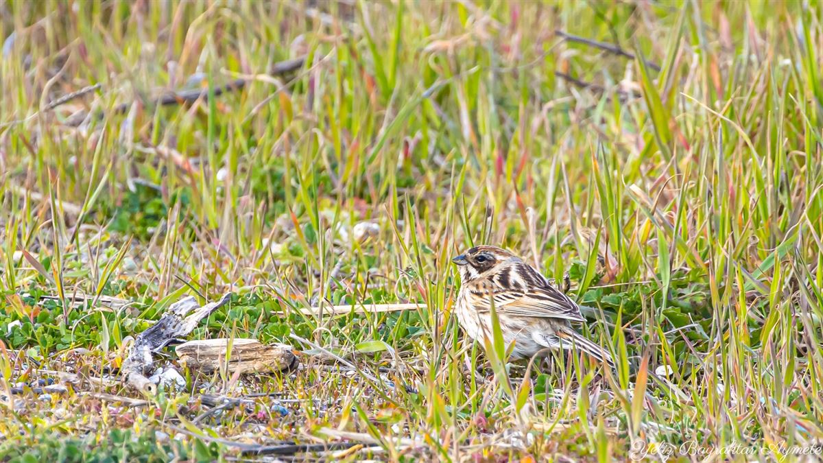 Lapland Longspur