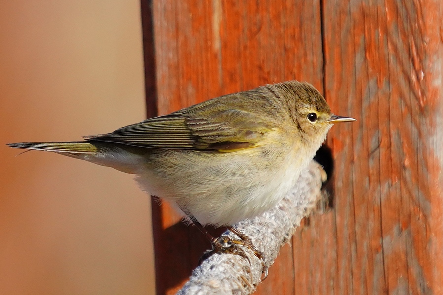 Common Chiffchaff