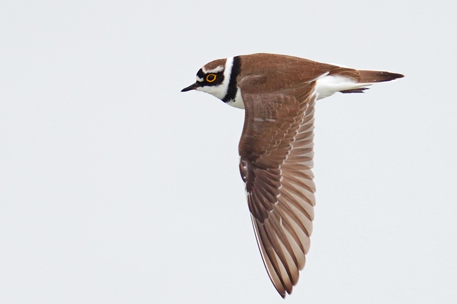 Little Ringed Plover