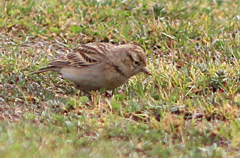Greater Short-toed Lark