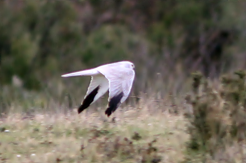 Pallid Harrier