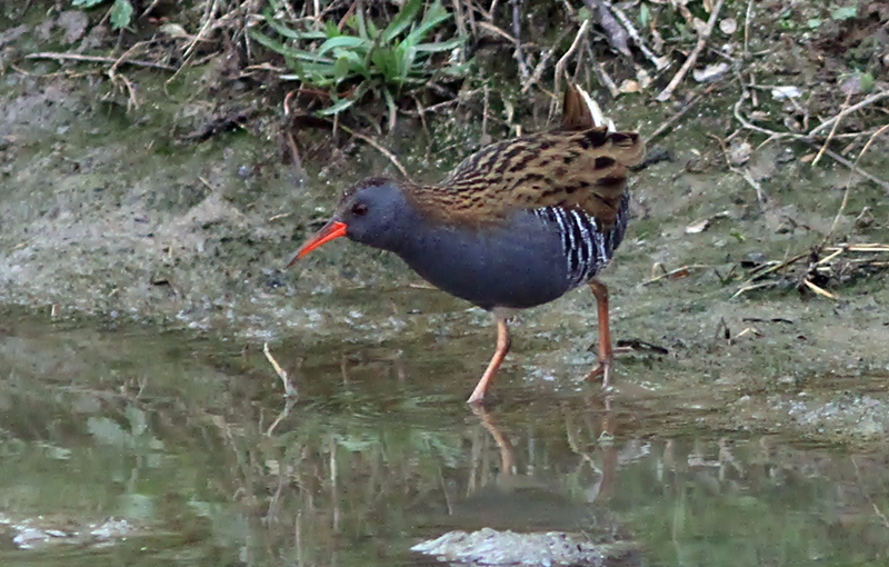 Water Rail