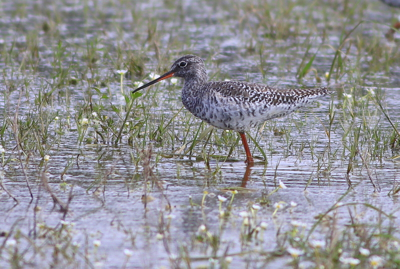 Spotted Redshank