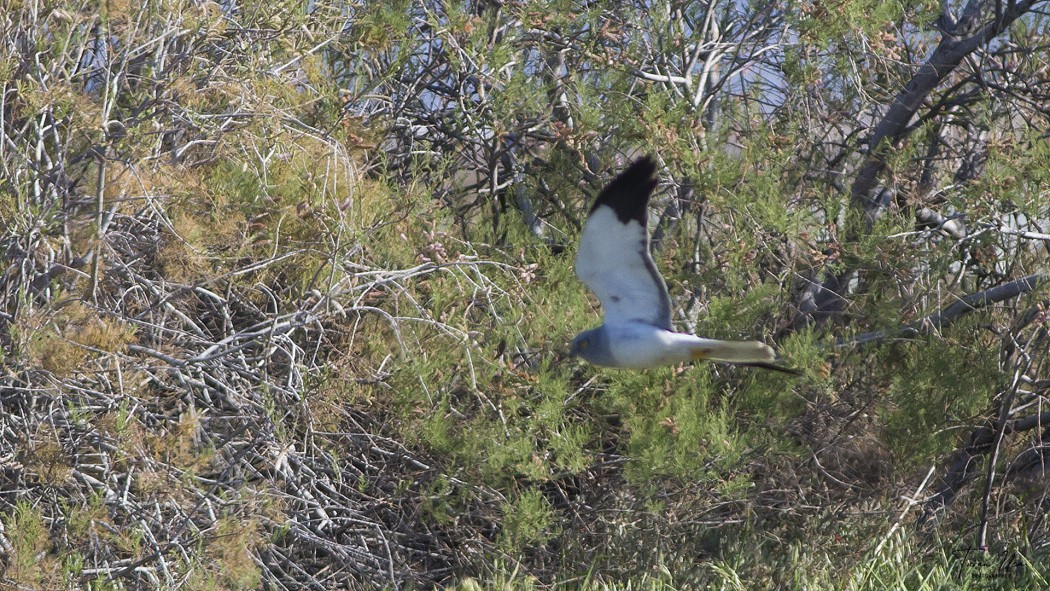 Hen Harrier