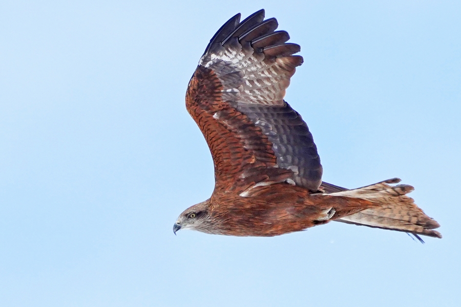 Black Kite