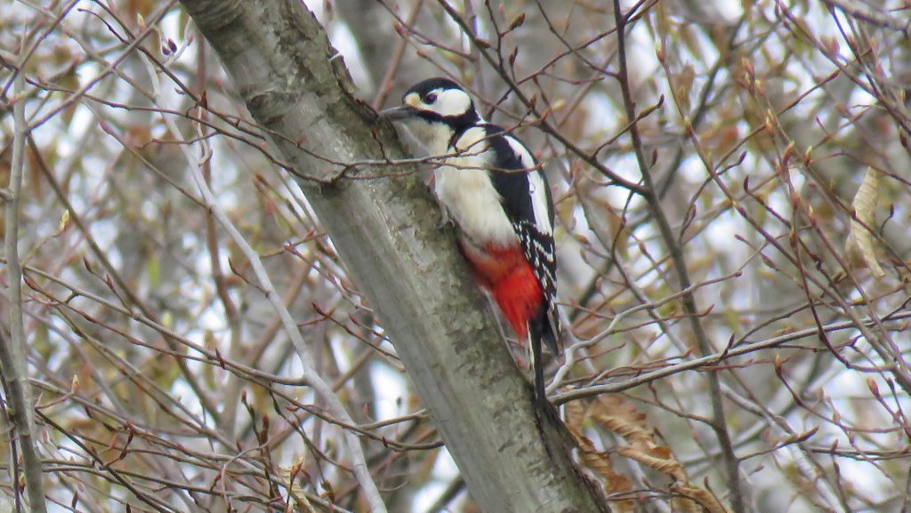Great Spotted Woodpecker