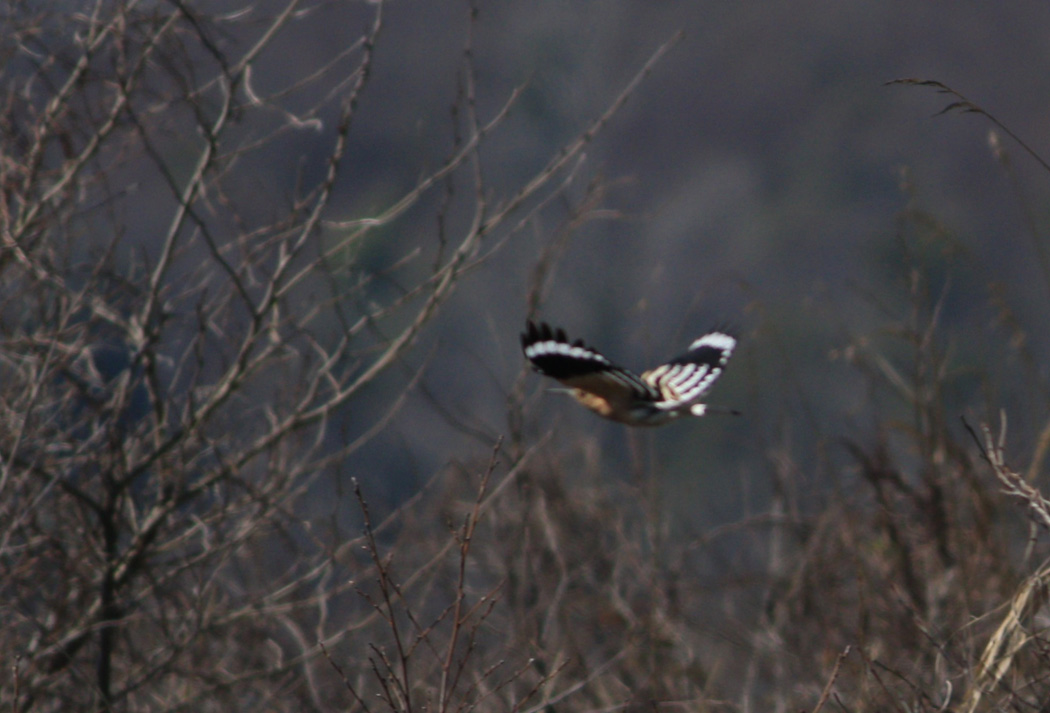 Common Hoopoe