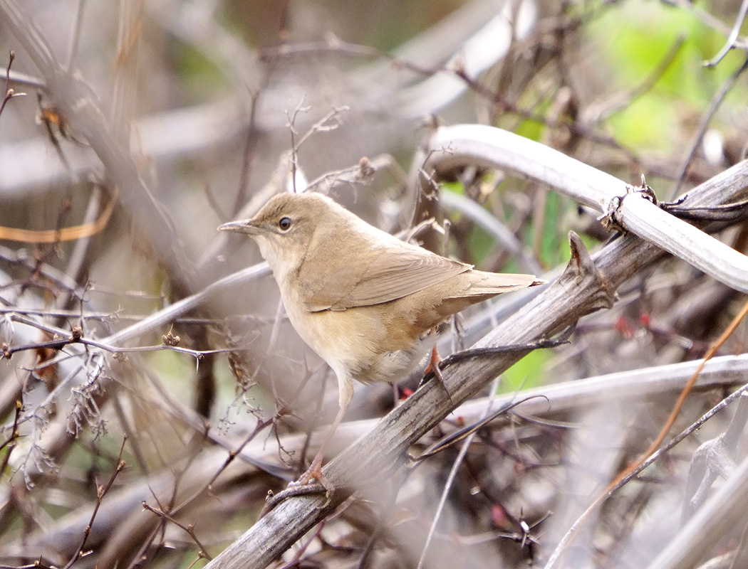 Savi`s Warbler