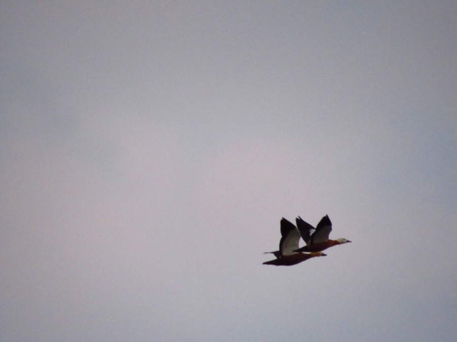 Ruddy Shelduck
