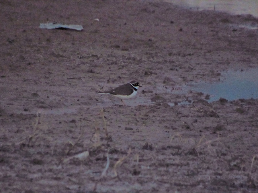 Little Ringed Plover