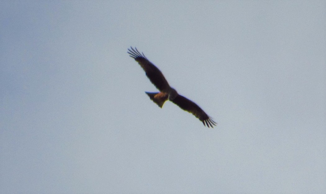 Black Kite